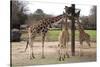 Three Giraffes Eating High-Carol Highsmith-Stretched Canvas