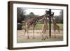 Three Giraffes Eating High-Carol Highsmith-Framed Art Print