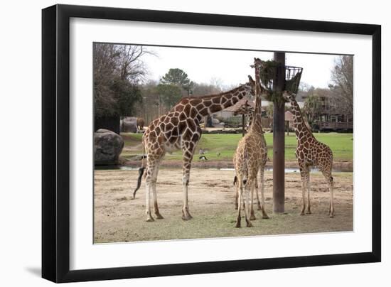 Three Giraffes Eating High-Carol Highsmith-Framed Art Print