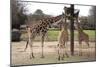 Three Giraffes Eating High-Carol Highsmith-Mounted Art Print