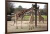 Three Giraffes Eating High-Carol Highsmith-Framed Premium Giclee Print