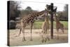 Three Giraffes Eating High-Carol Highsmith-Stretched Canvas