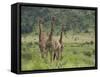 Three Giraffes, Pilanesberg Game Reserve, North West Province, South Africa, Africa-Ann & Steve Toon-Framed Stretched Canvas