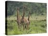 Three Giraffes, Pilanesberg Game Reserve, North West Province, South Africa, Africa-Ann & Steve Toon-Stretched Canvas