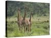 Three Giraffes, Pilanesberg Game Reserve, North West Province, South Africa, Africa-Ann & Steve Toon-Stretched Canvas
