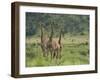 Three Giraffes, Pilanesberg Game Reserve, North West Province, South Africa, Africa-Ann & Steve Toon-Framed Photographic Print