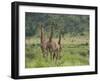 Three Giraffes, Pilanesberg Game Reserve, North West Province, South Africa, Africa-Ann & Steve Toon-Framed Photographic Print