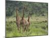 Three Giraffes, Pilanesberg Game Reserve, North West Province, South Africa, Africa-Ann & Steve Toon-Mounted Photographic Print