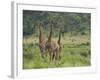 Three Giraffes, Pilanesberg Game Reserve, North West Province, South Africa, Africa-Ann & Steve Toon-Framed Photographic Print