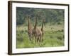 Three Giraffes, Pilanesberg Game Reserve, North West Province, South Africa, Africa-Ann & Steve Toon-Framed Photographic Print