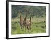 Three Giraffes, Pilanesberg Game Reserve, North West Province, South Africa, Africa-Ann & Steve Toon-Framed Photographic Print