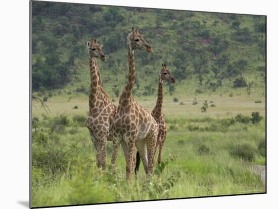 Three Giraffes, Pilanesberg Game Reserve, North West Province, South Africa, Africa-Ann & Steve Toon-Mounted Photographic Print