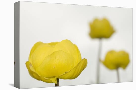 Three Globeflowers (Trollius Europaeus) Liechtenstein, June 2009-Giesbers-Stretched Canvas