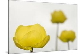 Three Globeflowers (Trollius Europaeus) Liechtenstein, June 2009-Giesbers-Stretched Canvas