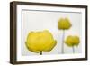 Three Globeflowers (Trollius Europaeus) Liechtenstein, June 2009-Giesbers-Framed Photographic Print