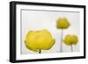 Three Globeflowers (Trollius Europaeus) Liechtenstein, June 2009-Giesbers-Framed Photographic Print