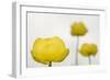 Three Globeflowers (Trollius Europaeus) Liechtenstein, June 2009-Giesbers-Framed Photographic Print