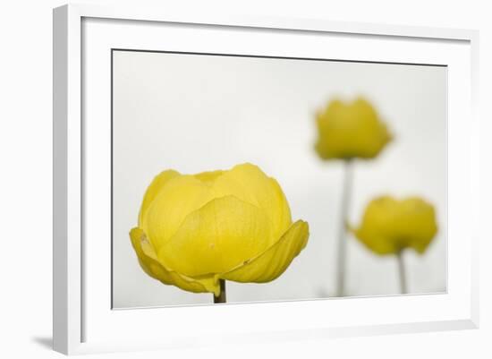 Three Globeflowers (Trollius Europaeus) Liechtenstein, June 2009-Giesbers-Framed Photographic Print