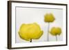 Three Globeflowers (Trollius Europaeus) Liechtenstein, June 2009-Giesbers-Framed Photographic Print