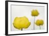 Three Globeflowers (Trollius Europaeus) Liechtenstein, June 2009-Giesbers-Framed Photographic Print