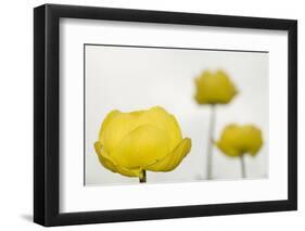 Three Globeflowers (Trollius Europaeus) Liechtenstein, June 2009-Giesbers-Framed Photographic Print