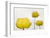 Three Globeflowers (Trollius Europaeus) Liechtenstein, June 2009-Giesbers-Framed Photographic Print