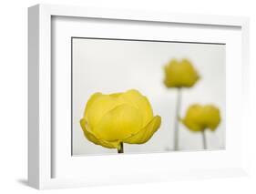 Three Globeflowers (Trollius Europaeus) Liechtenstein, June 2009-Giesbers-Framed Photographic Print