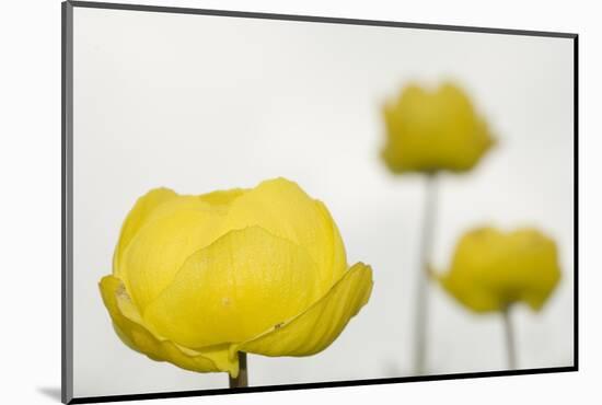 Three Globeflowers (Trollius Europaeus) Liechtenstein, June 2009-Giesbers-Mounted Photographic Print