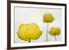 Three Globeflowers (Trollius Europaeus) Liechtenstein, June 2009-Giesbers-Framed Photographic Print