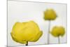 Three Globeflowers (Trollius Europaeus) Liechtenstein, June 2009-Giesbers-Mounted Photographic Print