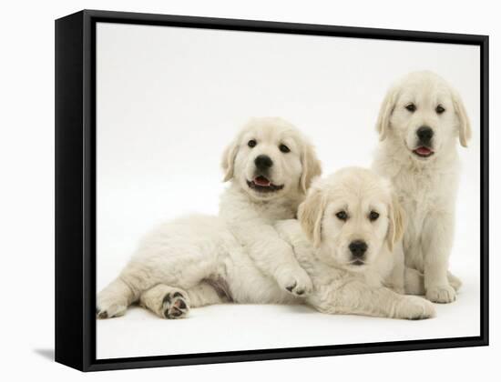 Three Golden Retriever Pups-Jane Burton-Framed Stretched Canvas