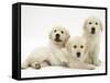 Three Golden Retriever Pups-Jane Burton-Framed Stretched Canvas