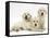 Three Golden Retriever Pups-Jane Burton-Framed Stretched Canvas