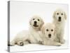 Three Golden Retriever Pups-Jane Burton-Stretched Canvas