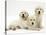 Three Golden Retriever Pups-Jane Burton-Stretched Canvas