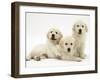 Three Golden Retriever Pups-Jane Burton-Framed Photographic Print