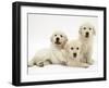 Three Golden Retriever Pups-Jane Burton-Framed Photographic Print