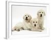 Three Golden Retriever Pups-Jane Burton-Framed Photographic Print