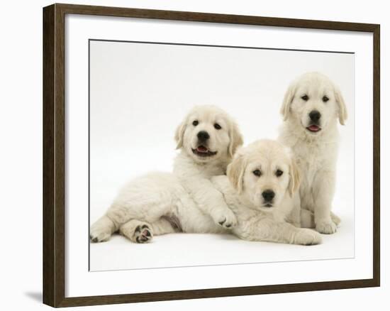 Three Golden Retriever Pups-Jane Burton-Framed Photographic Print