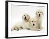 Three Golden Retriever Pups-Jane Burton-Framed Photographic Print