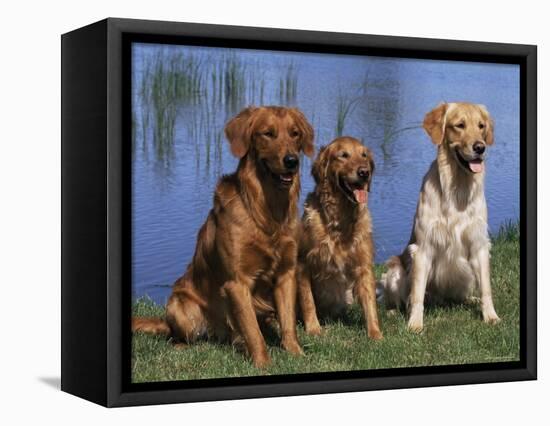 Three Golden Retrievers, USA-Lynn M. Stone-Framed Stretched Canvas