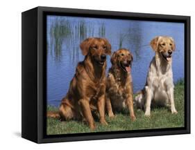 Three Golden Retrievers, USA-Lynn M. Stone-Framed Stretched Canvas