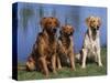 Three Golden Retrievers, USA-Lynn M. Stone-Stretched Canvas