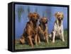 Three Golden Retrievers, USA-Lynn M. Stone-Framed Stretched Canvas