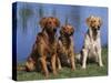 Three Golden Retrievers, USA-Lynn M. Stone-Stretched Canvas