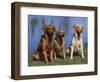 Three Golden Retrievers, USA-Lynn M. Stone-Framed Premium Photographic Print