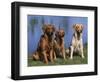 Three Golden Retrievers, USA-Lynn M. Stone-Framed Premium Photographic Print