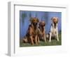 Three Golden Retrievers, USA-Lynn M. Stone-Framed Premium Photographic Print