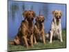 Three Golden Retrievers, USA-Lynn M. Stone-Mounted Premium Photographic Print