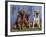 Three Golden Retrievers, USA-Lynn M. Stone-Framed Photographic Print